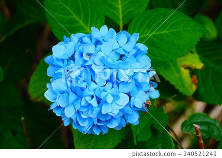 繡球 繡球 140521241