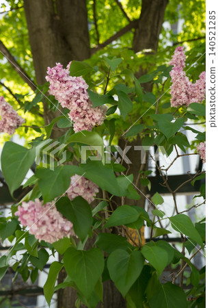 Purple lilac flowers 140521285