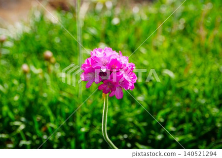 Pink Armeria flowers that bloom in summer Pink Armeria flowers that bloom in summer 140521294