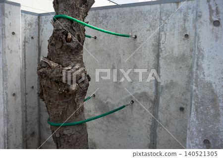 The tree that was fixed to the wall The tree that was fixed to the wall 140521305