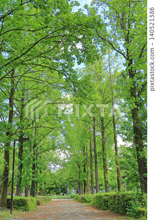 Tulip tree-lined street in early summer Tulip tree-lined street in early summer 140521386
