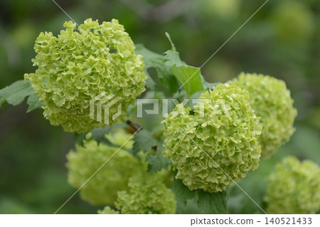 Viburnum snowball (Fukaya Green Kingdom / Fukaya City, Saitama Prefecture) Viburnum snowball (Fukaya Green Kingdom / Fukaya City, Saitama Prefecture) 140521433