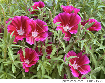 Beautiful blossom Godetia (Clarkia amoena) 140521536