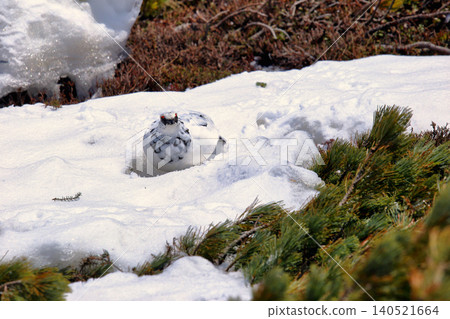 在殘雪季節,立山室堂的雷鳥身披冬羽。 在殘雪季節,立山室堂的雷鳥身披冬羽。 140521664