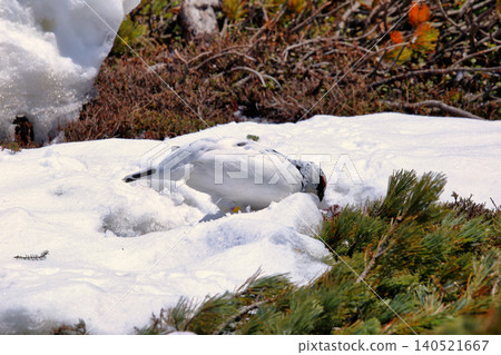 Ptarmigan in their winter plumage at Tateyama Murodo during the lingering snow season Ptarmigan in their winter plumage at Tateyama Murodo during the lingering snow season 140521667