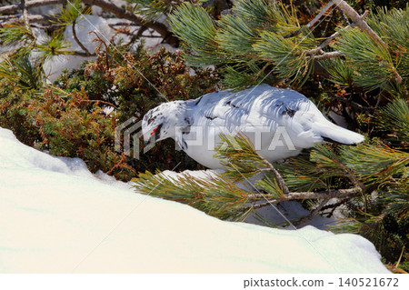 Ptarmigan in their winter plumage at Tateyama Murodo during the lingering snow season Ptarmigan in their winter plumage at Tateyama Murodo during the lingering snow season 140521672