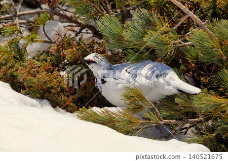 Ptarmigan in their winter plumage at Tateyama Murodo during the lingering snow season Ptarmigan in their winter plumage at Tateyama Murodo during the lingering snow season 140521675