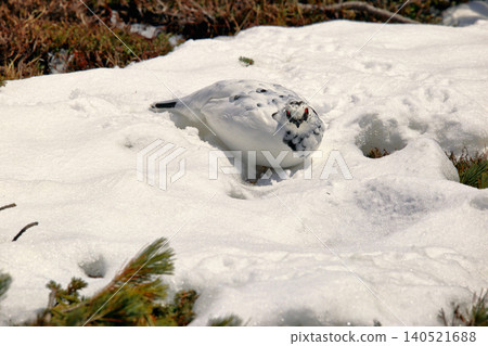 在殘雪季節,立山室堂的雷鳥身披冬羽。 在殘雪季節,立山室堂的雷鳥身披冬羽。 140521688