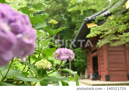 妙本寺二天門和繡球花 140521720