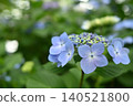 鎌倉本閣寺的藍色繡球花 140521800