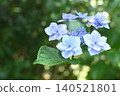 鎌倉的藍色繡球花盛開 140521801