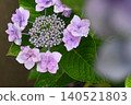 鎌倉的紫色繡球花盛開 140521803