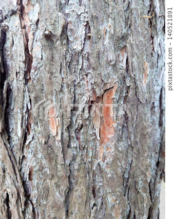 A close-up of the bark of a tree trunk, a natural texture material. A close-up of the bark of a tree trunk, a natural texture material. 140521891