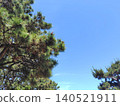 Pine trees and a blue sky (side view) 140521911