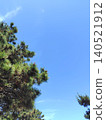 Pine trees and blue sky (vertical orientation) 140521912