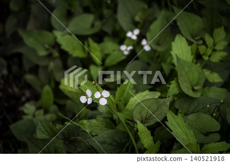 Naga moda flower Naga moda flower 140521918
