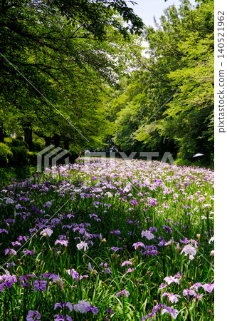 A landscape with irises and a forest of fresh green leaves (vertical view) A landscape with irises and a forest of fresh green leaves (vertical view) 140521962