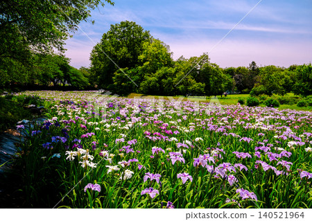 Akabori Japanese Iris Garden Akabori Japanese Iris Garden 140521964