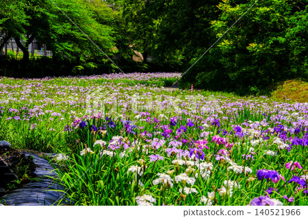 Landscape with irises Landscape with irises 140521966