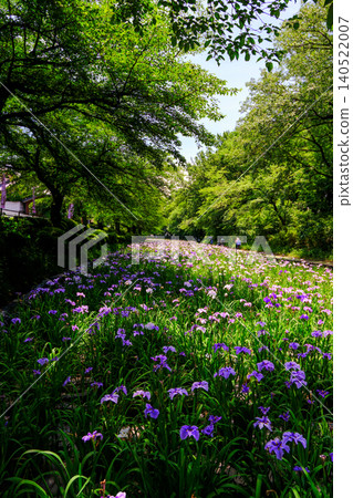 Landscape with irises and a forest (vertical) 140522007