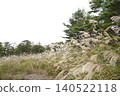 A field of pampas grass swaying in the autumn breeze 140522118