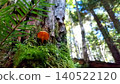 Orange mushrooms growing on fallen trees in the forest 140522120