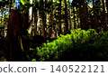 Moss bathed in sunlight in the forest 140522121