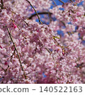 櫻花盛開在蔚藍的天空 140522163