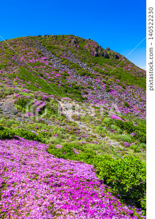 Mountains in full bloom with Miyama Kirishima azaleas - Kuju Mountain Range, Oita Prefecture Mountains in full bloom with Miyama Kirishima azaleas - Kuju Mountain Range, Oita Prefecture 140522230