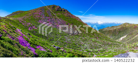 大分縣九重山脈,宮山霧島杜鵑花盛開,美不勝收。 大分縣九重山脈,宮山霧島杜鵑花盛開,美不勝收。 140522232