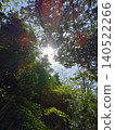 Sunlight peeking through the gaps in the trees 140522266