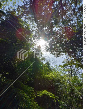 Sunlight peeking through the gaps in the trees Sunlight peeking through the gaps in the trees 140522266