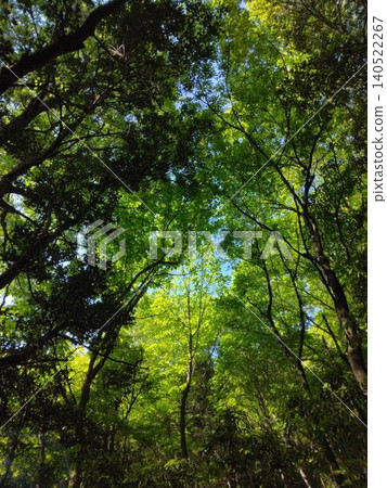 Green Arch Green Arch 140522267