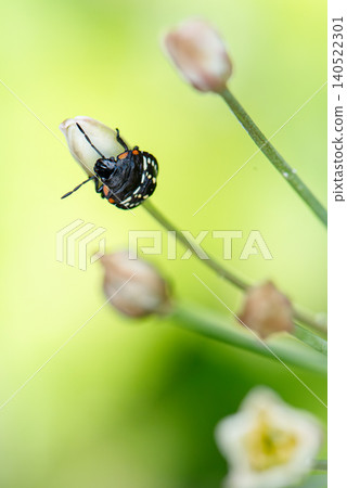 A nymph of the green stink bug perched on a flower bud. A nymph of the green stink bug perched on a flower bud. 140522301