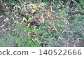 Autumn leaves, yellow and purple 140522666