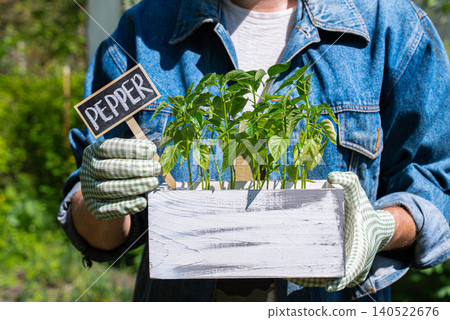 Young pepper seedlings growing in wooden crate filled with fertile soil accompanied by plant marker labeled PEPPER. Healthy green leaves and developing stems indicate early stages of cultivation Young pepper seedlings growing in wooden crate filled with fertile soil accompanied by plant marker labeled PEPPER. Healthy green leaves and developing stems indicate early stages of cultivation 140522676
