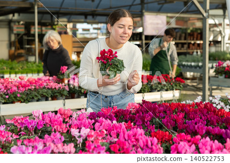 Woman chooses a cyclamen plant Woman chooses a cyclamen plant 140522753