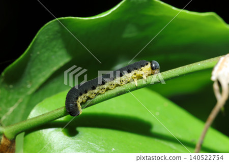 A beautiful black and yellow sawfly larva of the species *Pseudoscutellatus ventricosa* crosses a branch (Macro photography of Japanese insect ecology) A beautiful black and yellow sawfly larva of the species *Pseudoscutellatus ventricosa* crosses a branch (Macro photography of Japanese insect ecology) 140522754