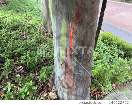 Colorful rainbow eucalyptus trees I saw in Malaysia Colorful rainbow eucalyptus trees I saw in Malaysia 140522762
