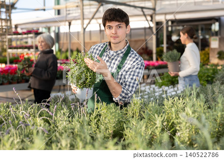 Guy employee of garden center is busy working with plants, potted french lavender Guy employee of garden center is busy working with plants, potted french lavender 140522786