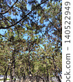 Pine forest (vertical orientation) 140522949