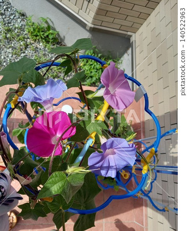 When you think of summer, you think of morning glories. When you think of summer, you think of morning glories. 140522963