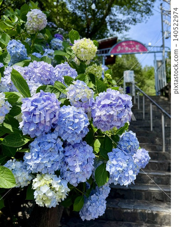 Hydrangea in full bloom <Katahara Onsen Hydrangea Village/Gamagori City, Aichi Prefecture> Hydrangea in full bloom <Katahara Onsen Hydrangea Village/Gamagori City, Aichi Prefecture> 140522974