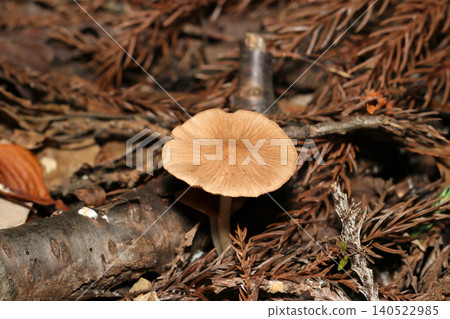 A type of fungus from the family Pleurotus (Japanese Outdoor Field Fungi/Mushroom Ecology Macro Photography) found in the soil of fallen coniferous leaves. A type of fungus from the family Pleurotus (Japanese Outdoor Field Fungi/Mushroom Ecology Macro Photography) found in the soil of fallen coniferous leaves. 140522985