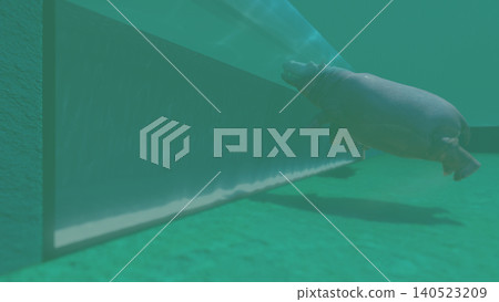 A 3DCG illustration of a hippopotamus at a zoo, swimming in the water and relaxing. No human figures are included. A 3DCG illustration of a hippopotamus at a zoo, swimming in the water and relaxing. No human figures are included. 140523209
