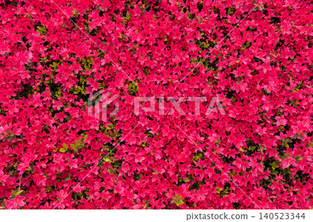 Japanese azaleas: A spring flowerbed covered in a carpet of deep pink blossoms. Japanese azaleas: A spring flowerbed covered in a carpet of deep pink blossoms. 140523344