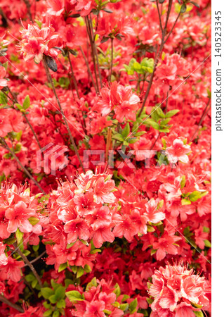 Japanese azaleas are spring shrubs with dense clusters of salmon-pink flowers. Japanese azaleas are spring shrubs with dense clusters of salmon-pink flowers. 140523345