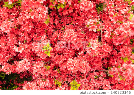 Japanese azaleas: A spring garden with dense clusters of salmon-red blossoms. 140523346