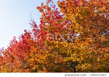 Autumn in Japan: Red and orange autumn leaves against a blue sky. Autumn in Japan: Red and orange autumn leaves against a blue sky. 140523363