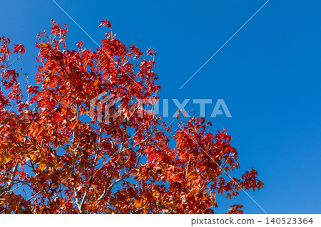 Bright red autumn leaves stand out against the bright blue sky. Bright red autumn leaves stand out against the bright blue sky. 140523364